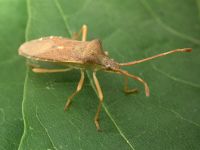 Gonocerus acuteangulatus