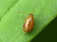 Longitarsus