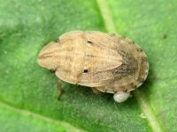 Sciocoris sulcatus