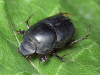 Onthophagus taurus