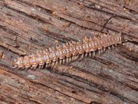 Myriapoda