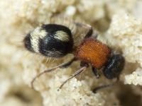 Smicromyrme sicana