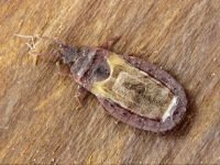 Aneurus (Aneurus) laevis