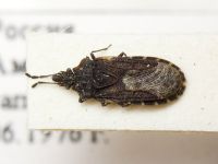 Aradus vitiosus
