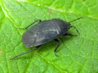 Aellopus atratus