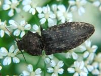 Agrypnus murinus