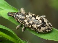 Cyphocleonus dealbatus