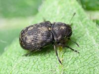 Rhaphitropis marchica