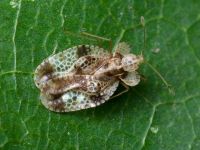 Stephanitis pyri