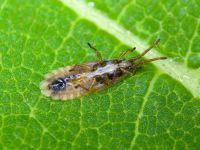 Agramma atricapillum