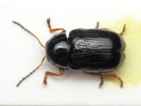 Cryptocephalus (Burlinius) ocellatus