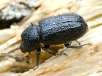 Sinodendron cylindricum