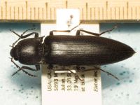 Elateridae