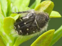 Tropinota hirta