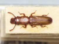 Prostomis mandibularis