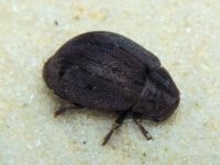 Byrrhus fasciatus