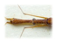 Hydrometra gracilenta