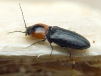 Cardiophorus discicollis