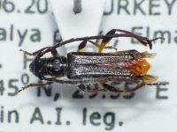 Cerambycidae