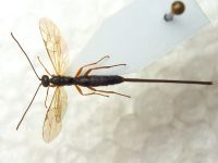 Hymenoptera