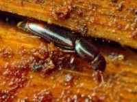 Rhizophagus bipustulatus