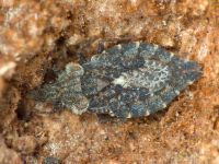 Aradus betulae
