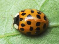 Harmonia axyridis