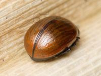 Chrysolina reitteri