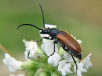 Pseudovadonia livida