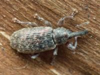 Dorytomus taeniatus