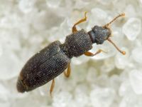 Monotoma brevicollis