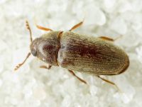 Aulonothroscus brevicollis