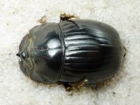 Copris lunaris