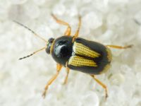 Cryptocephalus (Burlinius) connexus