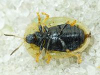 Cassida (Cassida) vibex