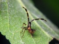 Coreus marginatus