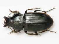 Anisodactylus (Pseudanisodactylus) signatus