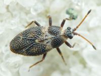 Oncochila scapularis