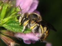 Anthidium punctatum
