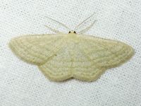 Scopula virgulata