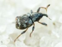 Tanysphyrus lemnae