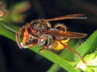 Vespa crabro