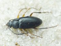 Cteniopus sulphuripes