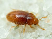 Mycetaea subterranea