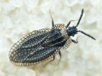 Kalama tricornis