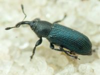 Mecinus janthinus