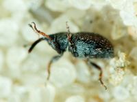 Mecinus plantaginis