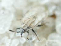 Tingis (Tingis) grisea