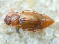 Staphylinidae
