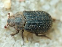 Trox cadaverinus